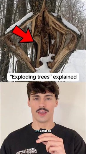 Exploding trees explained