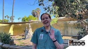 3K views · 146 reactions | It's a rat, it's a guinea pig, it's a...capybara? On this World Rat Day, we're celebrating the world's largest rodent, the capybara! We have two capybaras at Fresno Chaffee Zoo, sisters Twix and Tootsie. Learn about this unique rodent species (like how they can hold their breath for five minutes while underwater!) with Zookeeper Renee! | Fresno Chaffee Zoo | Facebook