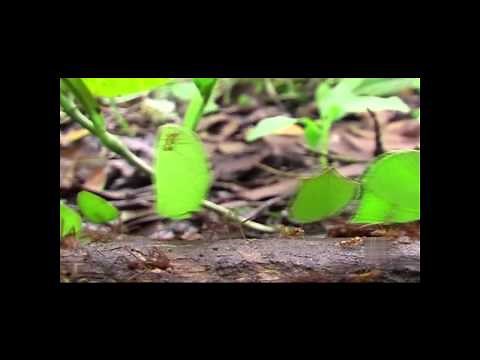 Veridian Dynamics: Individual Commerical