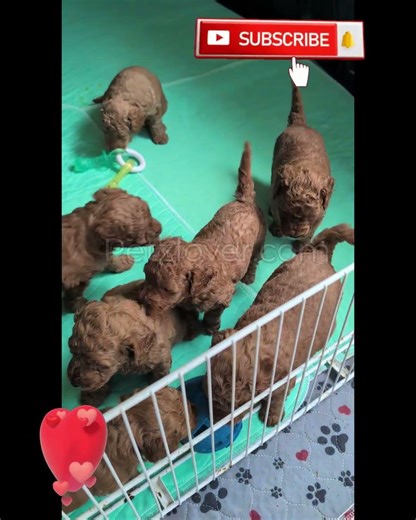 Labradoodle male puppies are ready to join your family! 💕