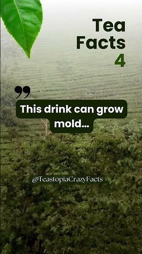 🤯 Weird Tea Fact: The Tea That Grows Mold (On Purpose!)