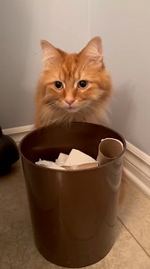 24K views · 5.1K reactions | What did Pudding do today, you ask? ❓ | The Oreo Cat | Facebook