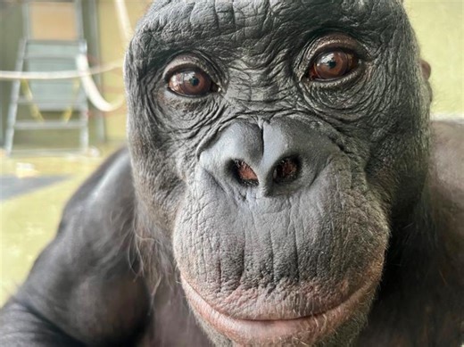 A bonobo named Kanzi could play pretend, challenging ideas about animal imaginations