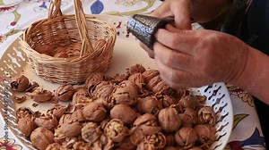old man hand cracks walnuts with nutcracker. Broken hazelnut shells. Pieces of shell fruits