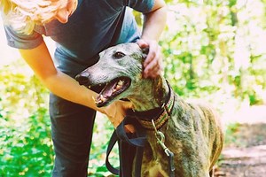 6 Dog Walking Games to Spice Up Your Dog's Walks & Burn More Energy!