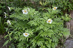 Paeonia emodi - Alchetron, The Free Social Encyclopedia