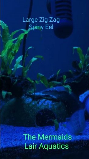 Large Half Banded Spiny Eel (Macrognathus Circumcinctus) #themermaidslairaquatics #eel #spinyeel