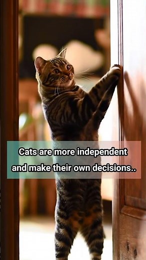Dog vs Cat: Which One is Smarter? 🐶🐱 | Surprising Animal Intelligence Facts!