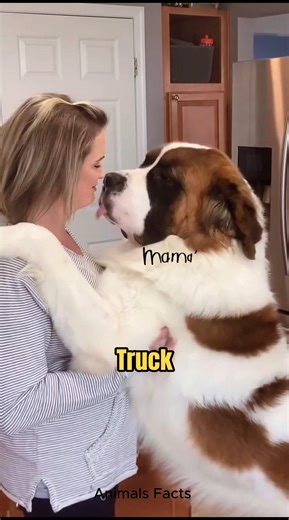 Discover Saint Bernard 🔥#saintbernard | Animals Facts