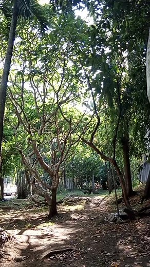 dodonglabrador602 (@dodonglabrador602)’s videos with original sound - Dj Rex Tambok Remix - Dj Rex Tambok Remix Official