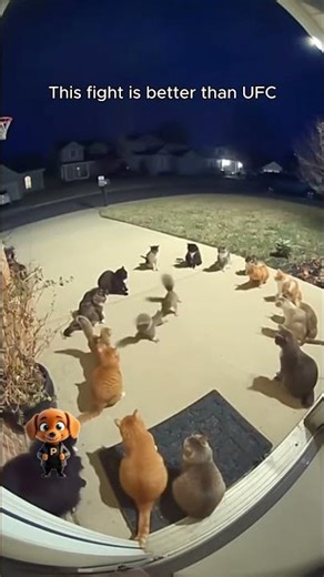 This squirrel fight is better than UFC