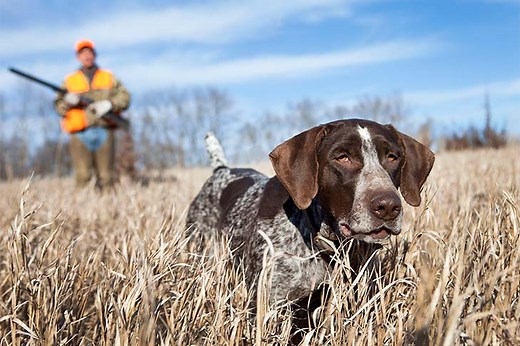 Hunting With Dogs: Training and Safety Tips