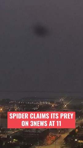 Spider claims its prey on 3News' CSU cam as Lynna Lai freaks out