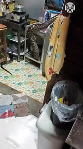 8.5K views | Family finds giant python slithering in the kitchen | Hungry Panda | Facebook