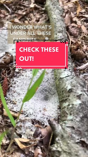 Discover Antlion Pits: Nature's Fascinating Sand Traps