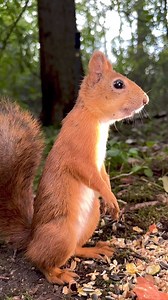 103K views · 3.6K reactions | "You know what they say, Mr. Squirrel. If you’ve got an itch, scratch it!": No shame in a good ol' scratch, especially when you're this cute! | Squirrels by Fotoscenen | Facebook
