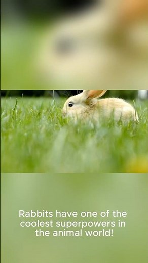 Rabbit Ear Superpower! #animals #shorstviral #shorts