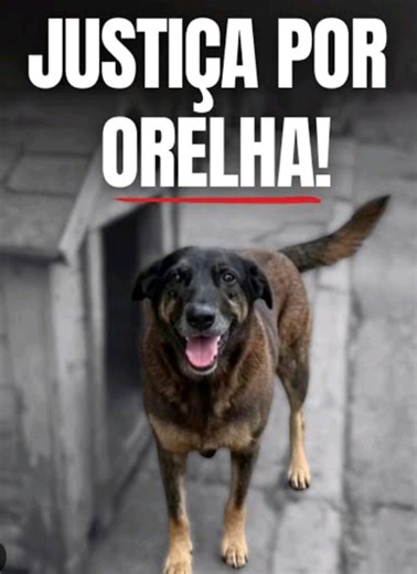 Justiça pelo Cachorro Orelha: Exigindo Visibilidade