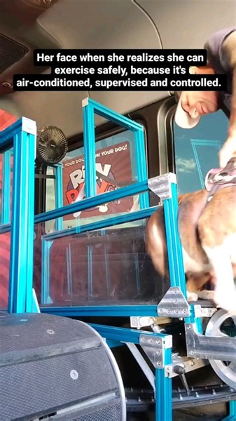 8.9K views · 317 reactions | Flat faced dogs need exercise too. Creating a safe way fir that to happen is crucial. Look at how happy she is to run #mobiledoggym #rundawg #bulldog | Run Dawg | Facebook