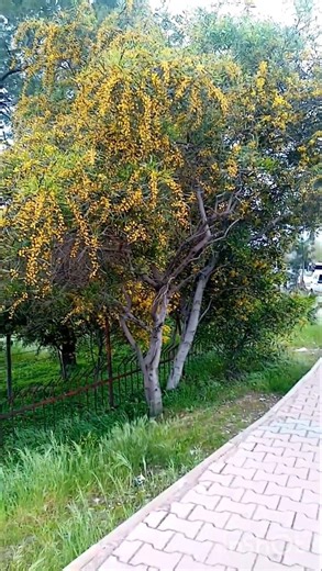 Eğitim şart demek kabak tadı verse de eğitim şart