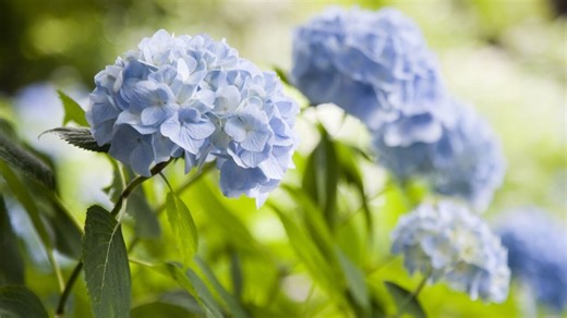10 Common Hydrangea Problems, and How to Avoid Them