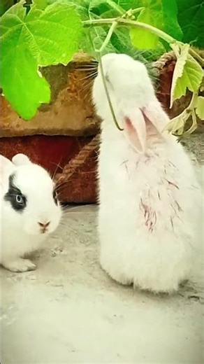 "How to Set Up the Perfect Rabbit Habitat"