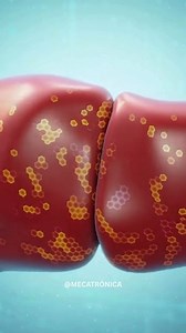 Un grupo de investigadores ha identificado en la guayaba una molécula bioactiva con potencial para combatir el cáncer de hígado, una de las enfermedades más agresivas y de mayor mortalidad en el mundo. En estudios de laboratorio, este compuesto mostró capacidad para inhibir el crecimiento de células tumorales y estimular mecanismos naturales de defensa del organismo. La molécula —relacionada con los poderosos flavonoides y antioxidantes presentes en la fruta— favoreció procesos de apoptosis, es 