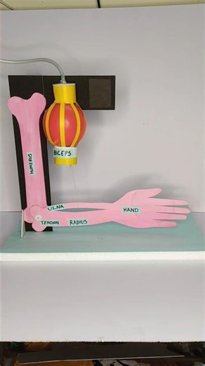 arm and muscles working model | physics project #schoolproject #science #shorts