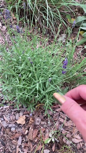 Uses of Lavender- Lavandula officinalis when I learned it, now called Lavandula angustifolia