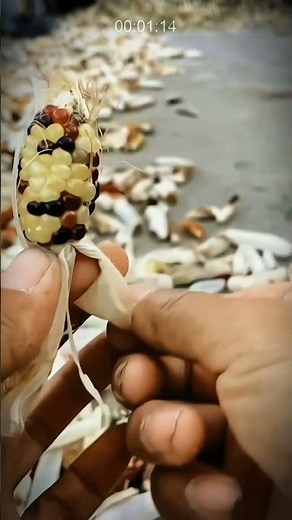 Rare Rainbow Corn: Nature's Beauty of Color and Taste