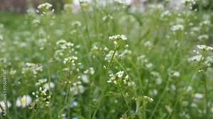 Flowers of shepherd's purse. Capsella bursa-pastoris known because of its triangular flat fruits, purse-like, is a small annual and ruderal flowering plant in the mustard family Brassicaceae. Meadow.
