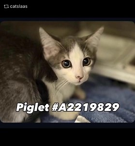 1.1K views · 53 reactions | Update… Momma was adopted !Great news…...