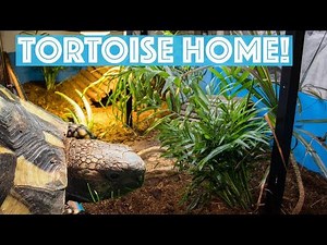 New Tortoise Enclosure Setup!