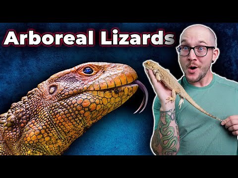 The Top 5 BEST Arboreal Lizards That You HAVE NEVER HEARD OF!