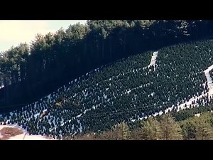 Top Christmas tree producing county in U.S. found in North Carolina