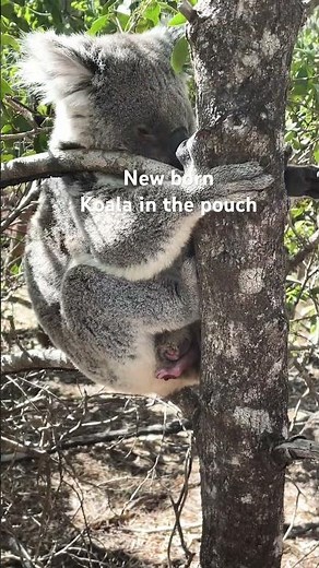 newborn baby koala in the pouch. #nature #naturephotography #wildlife #animals