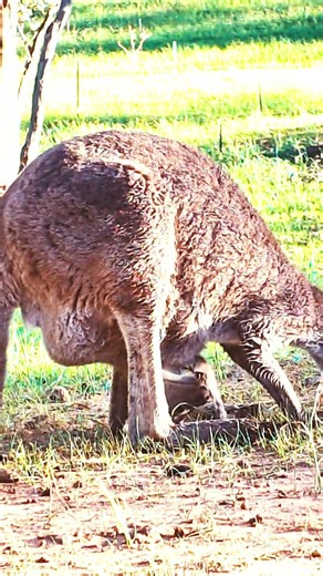 Baby Kangaroo Eating Upside Down!