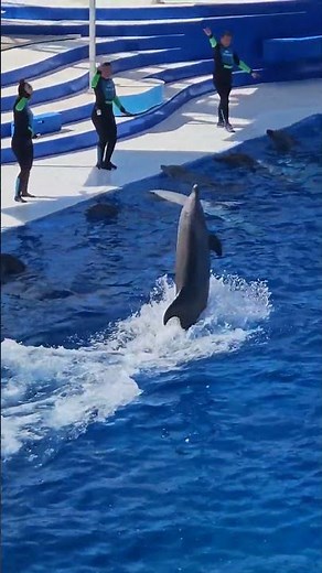 Dolphin Walking on Water! 🐬 So Cool & Unbelievable!