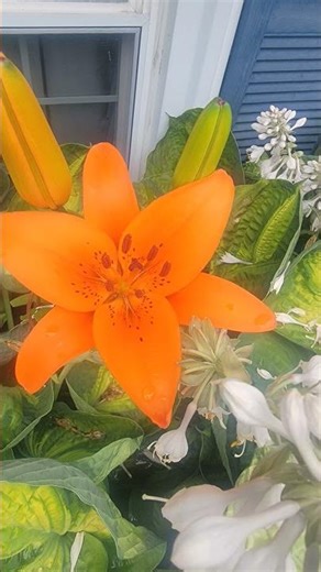 Spring Garden - Short