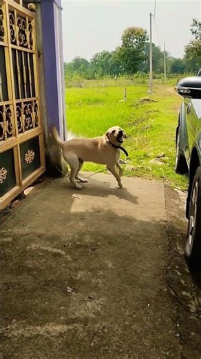 Golden labrador barking ❤️ 🐕 # cute dog barking 🫣 # barking video # labradog # dog # pet # puppy #
