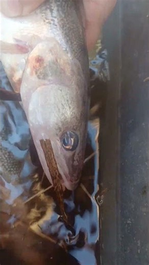 how to bleed your fish