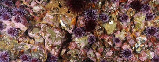 How sea star wasting disease transformed the West Coast’s ecology and economy