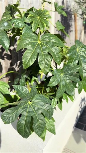 From Empty Lawn to the Ultimate Family Garden