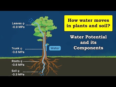 Water potential and its components