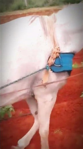 Plowing the Farm with a Horse 🐴🌾 #TraditionalFarming