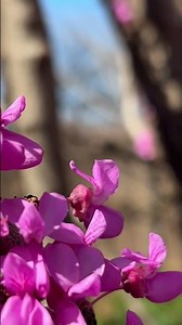 Eastern Redbud close up in full bloom.(Cercis Canadensis)