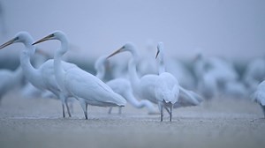 2.3K views · 101 reactions | Great Egrets are common along the NC coast, but these five fun facts may surprise even the more experienced birders. From their ecology, habitat, and foraging preferences to their long and sometimes troubled life history, there is a lot to learn about these fascinating birds. | Audubon North Carolina | Facebook