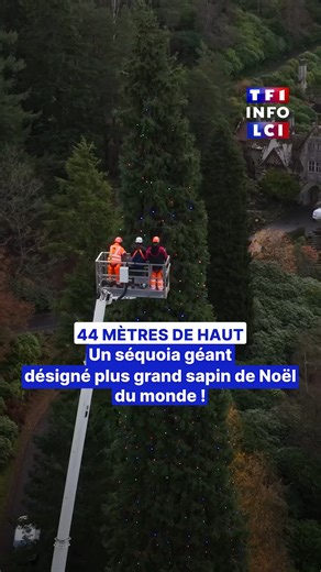TF1 INFO on Instagram: "🎄 44 mètres de haut : un séquoia géant désigné plus grand sapin de Noël du monde ! Vieux de 165 ans, ce séquoia géant se trouve dans le domaine de Cragside, au nord du Royaume-Uni. Avec ses 44,7 mètres de hauteur, il a été désigné comme le plus grand sapin de Noël du monde par le Guinness World Records. 💡 Pour revêtir ses habits de fête, il a fallu pas moins de 1 300 lumières et 800 mètres de guirlandes."