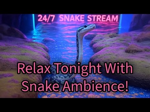 🔴 24/7 Live Snake Cam – Sleep to the Sounds of My Ball Python/Reptile Room
