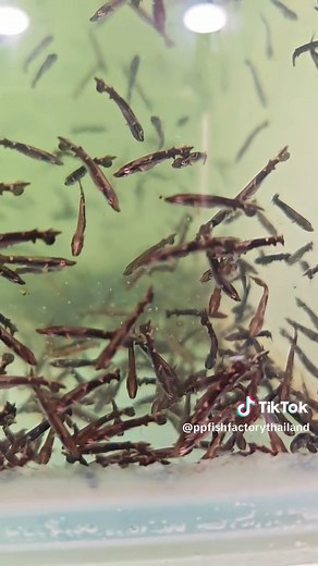 Alligator Gar Baby Care for Aquarium Enthusiasts